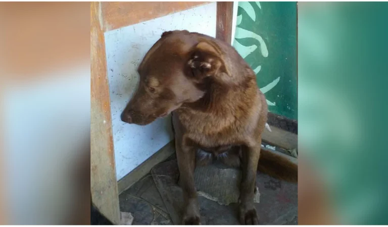 Depressed Dog Was Alone At Shelter For 2-Years, ‘Recognized’ A Familiar Smell