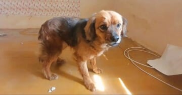 Devastated Dog Remained In Empty Home After Owner's Unexpected Passing