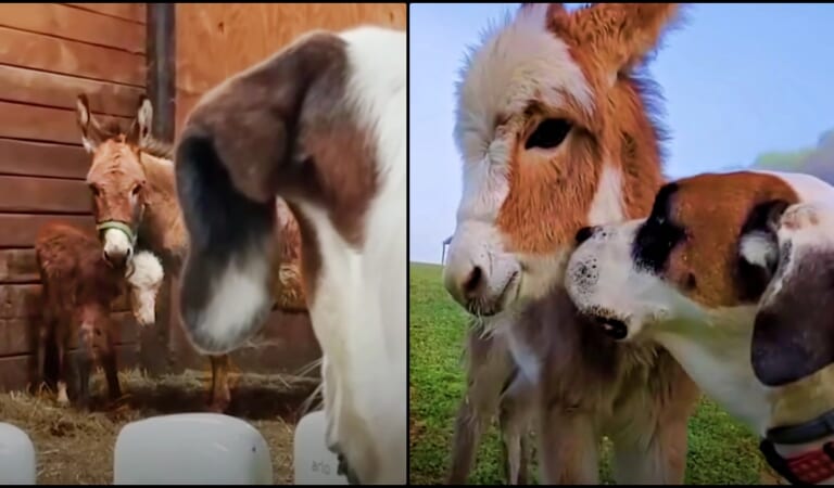 Dog Fancies A Baby Donkey As She Takes Her ‘First Breath’ But Mom’s Unsure