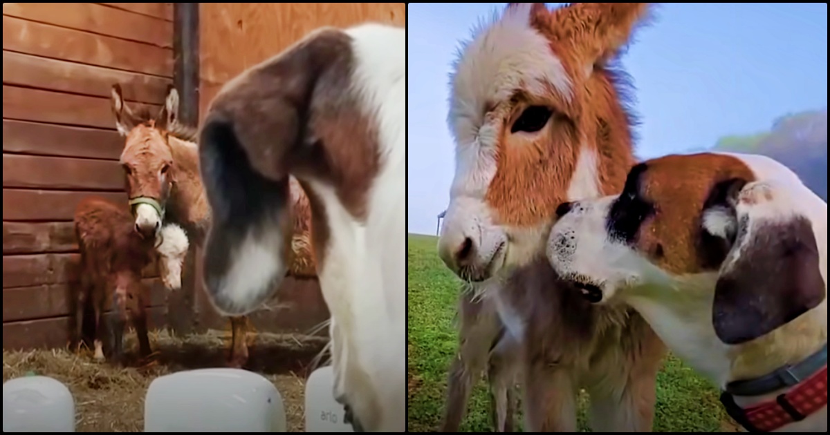 Dog Fancies A Baby Donkey As She Takes Her 'First Breath' But Mom's Unsure