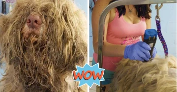 Dog Groomer Opened Her Shop In 'Middle-Of-Night' To Give Stray Dog Haircut And Found Beauty Beneath Matted Fur