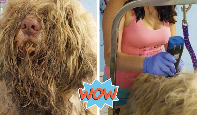 Dog Groomer Opened Her Shop In ‘Middle-Of-Night’ To Give Stray Dog Haircut And Found Beauty Beneath Matted Fur