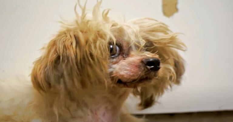 Dog Ran To Escape Abusive Owner, But Shelter Kept Giving Him Back