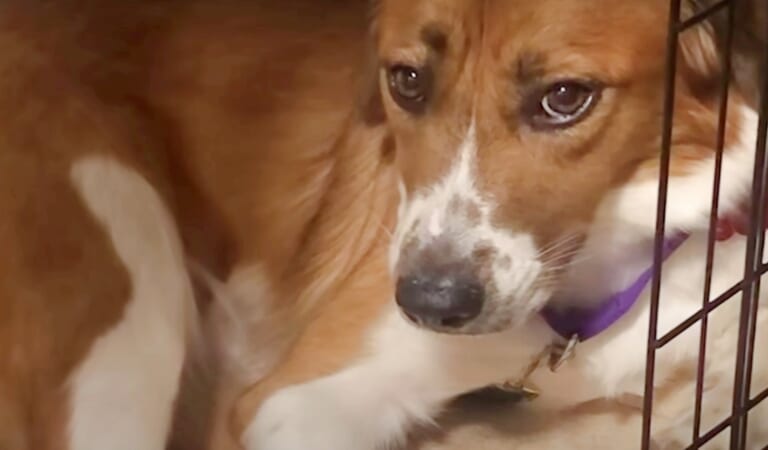 Dog With ‘Abusive Past’ Won’t Leave Her Crate, Fearing She’ll Be Scolded Again