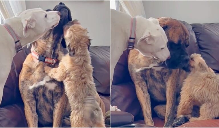 Dogs Take Care Of Their Anxious Sibling Whenever Panic Sets In