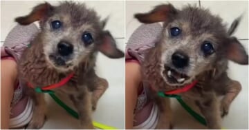 'Dumped' 16-Year-Old Dog's Distressing Cries Rocked Woman To Her Core