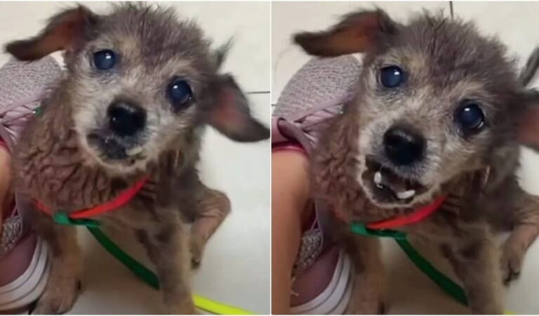 ‘Dumped’ 16-Year-Old Dog’s Distressing Cries Rocked Woman To Her Core