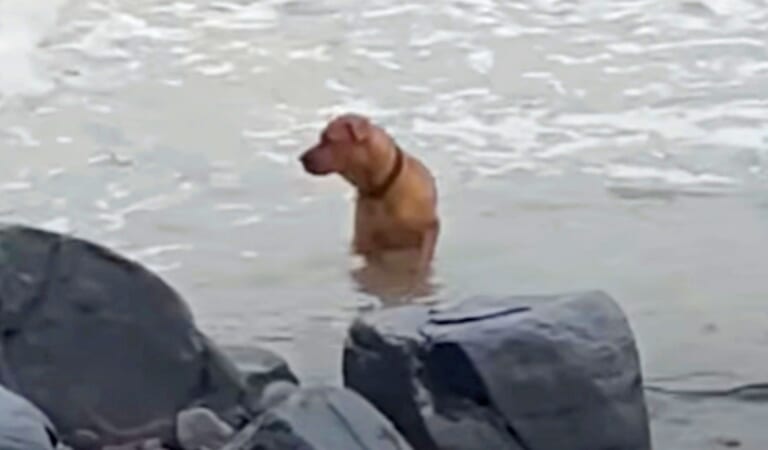 Dumped And Brokenhearted, Dog Scoured The Sea Looking For His Owner