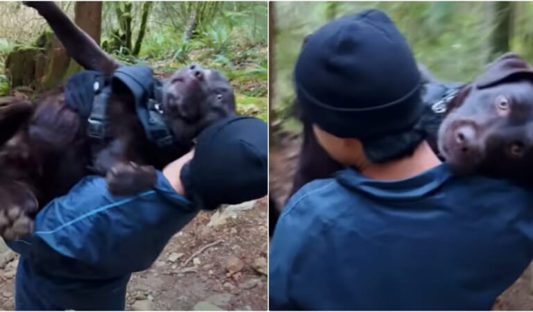 Enjoyable Hike Turns Frightening After Lab Gets Hurt And Must Be Carried Down