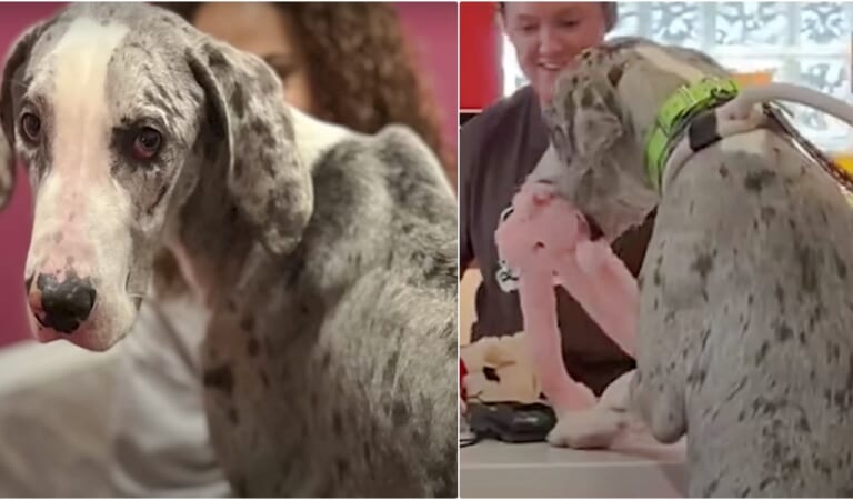 Great Dane Regains His Strength, Picks Out Toy And Tries To Pay For It Himself
