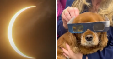 Here’s How The Solar Eclipse Could Impact Your Dogs and Cats