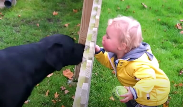 Lab ‘Molds’ Baby Brother To Act Just Like Him, Bark At Neighbors, And Fetch Toys
