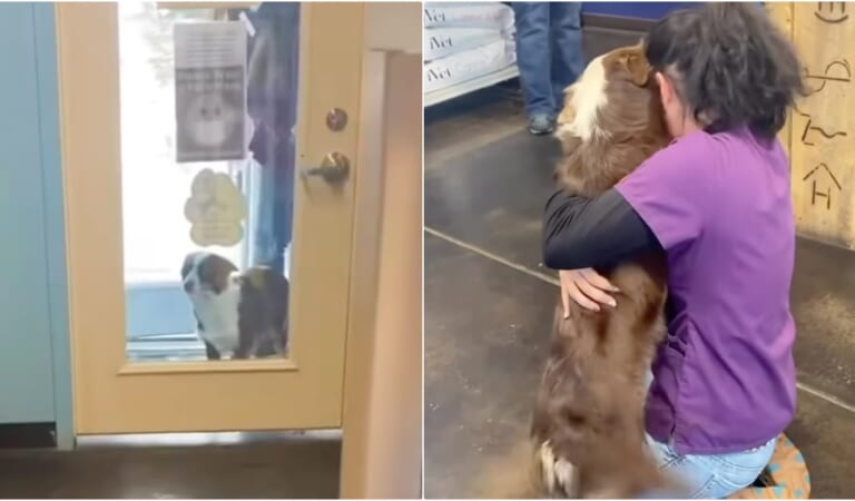 Lady Falls To Her Knees When Missing Dog Bolts Through Door To Get To Her