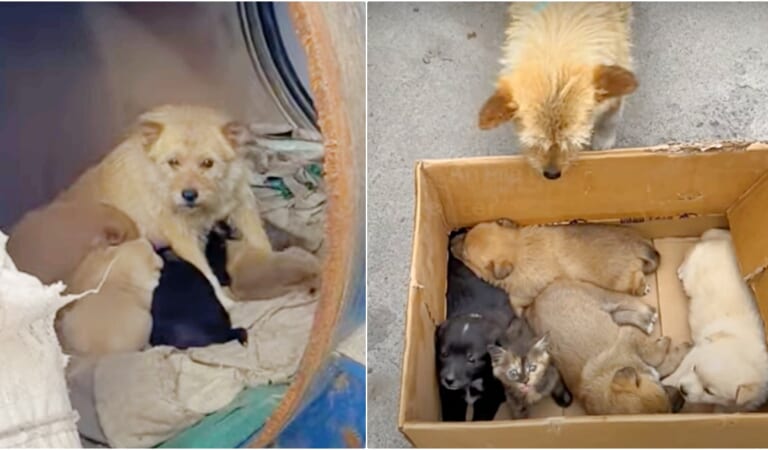 Lady Meets Dog Living In Barrel With Her Babies But They’re ‘Not All Puppies’