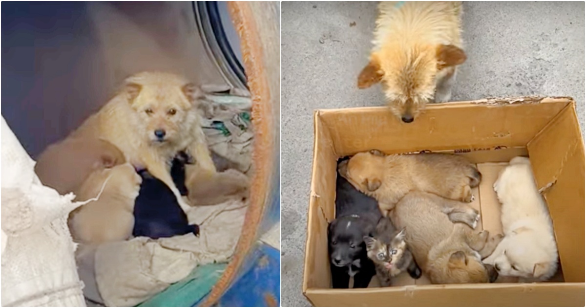 Lady Meets Dog Living In Barrel With Her Babies But They're 'Not All Puppies'