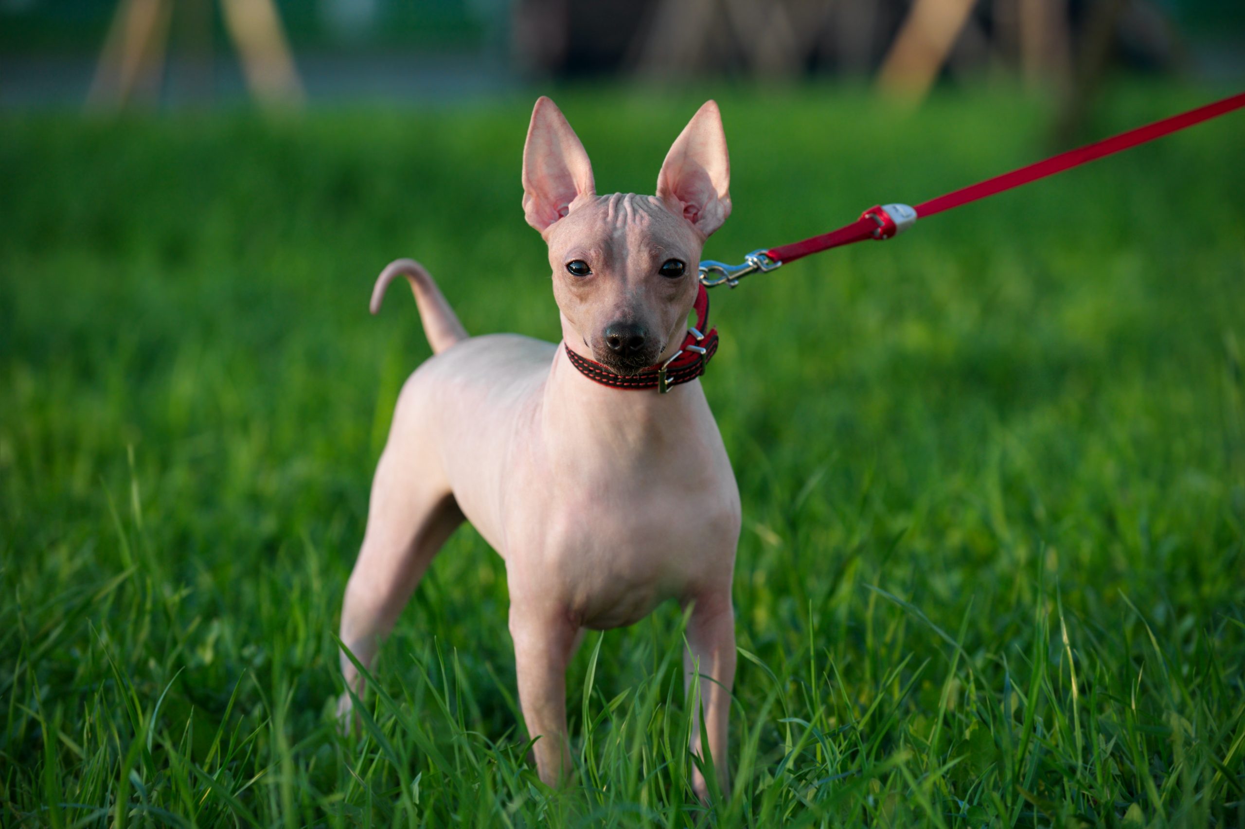 Male & Female American Hairless Terrier Weights & Heights by Age