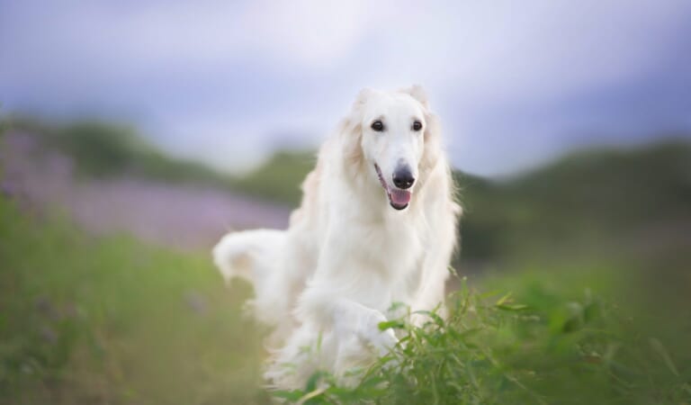 Male & Female Borzoi Weights & Heights by Age