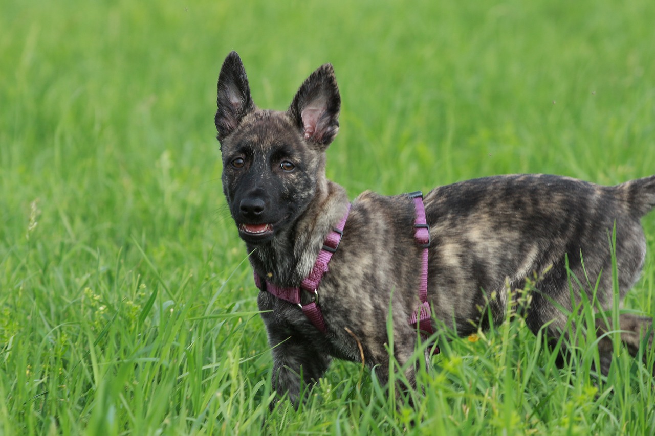Male & Female Dutch Shepherd Weights & Heights by Age