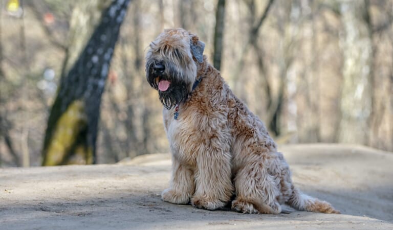 Male & Female Soft Coated Wheaten Terrier Weights & Heights by Age