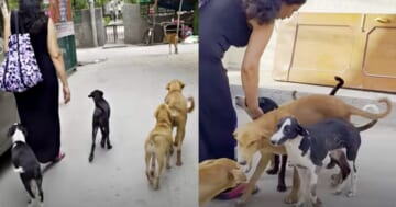 Mom And Daughter On Vacation Were 'Stalked' By A Family Of Needy Pups