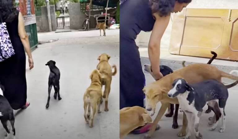 Mom And Daughter On Vacation Were ‘Stalked’ By A Family Of Needy Pups
