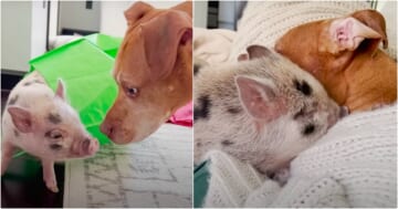 Mom Brings Home Tiny Piglet To 'Ease Anxious' Dog's Fear Of Abandonment