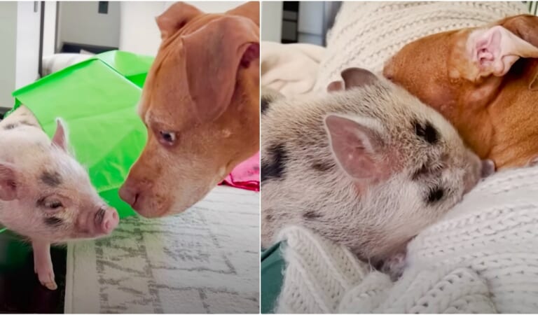 Mom Brings Home Tiny Piglet To ‘Ease Anxious’ Dog’s Fear Of Abandonment