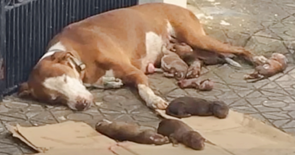 Mother Dog Somehow Found Strength To Birth Precious Angels On Sidewalk