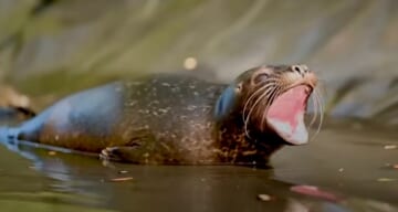 Orphan Baby Seal 'Yells' At Caretakers When They Try To Clean Her Bathtub
