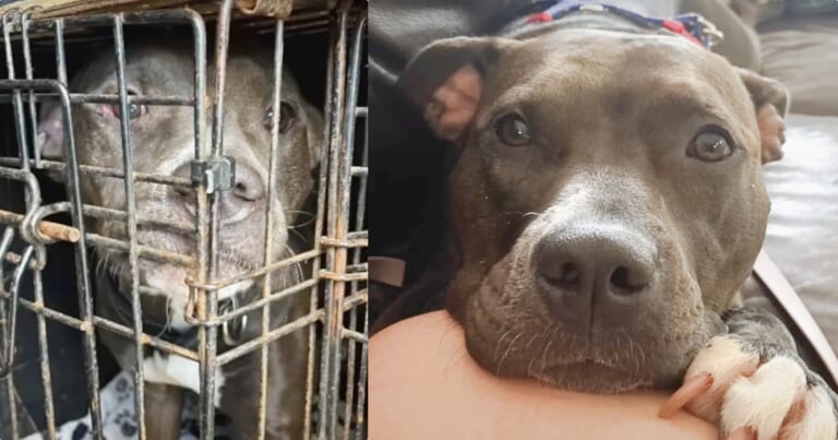 Pit Bull Set To Be Put Down For Barking At Another Dog Gets One Extra Day
