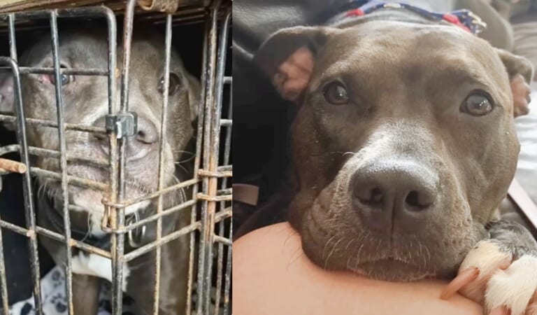 Pit Bull Set To Be Put Down For Barking At Another Dog Gets One Extra Day
