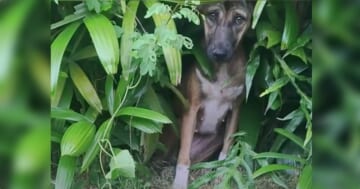 Pup That Wouldn't Come Out Of Hiding Becomes An Entirely Different Dog