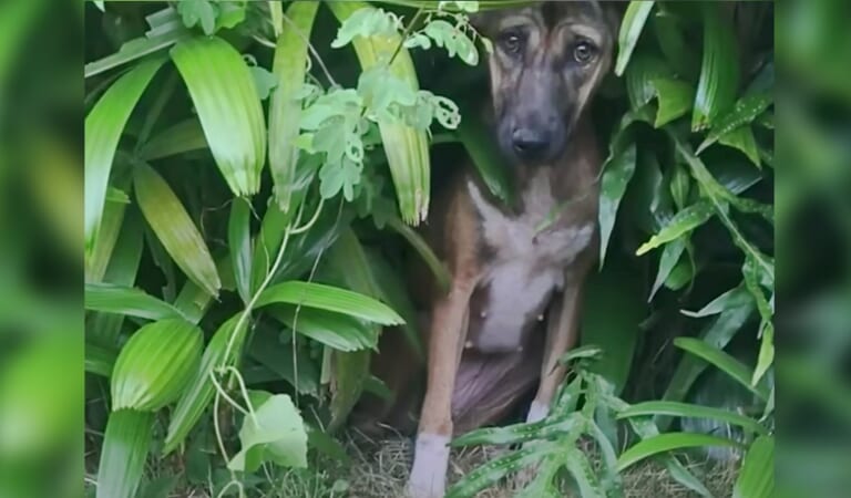 Pup That Wouldn’t Come Out Of Hiding Becomes An Entirely Different Dog