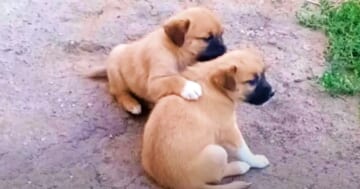 Puppy Consoles His 'Paralyzed' Brother After Their Mother Left Them Both