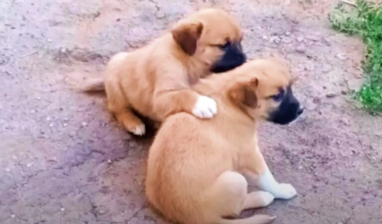 Puppy Consoles His ‘Paralyzed’ Brother After Their Mother Left Them Both
