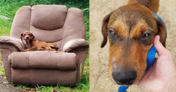 Puppy Stayed In A Trashed Recliner, Confident His Owner Would Reappear