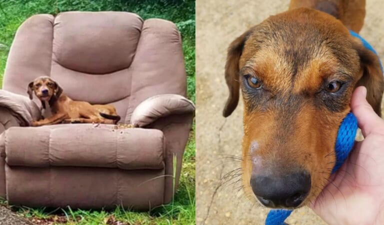 Puppy Stayed In A Trashed Recliner, Confident His Owner Would Reappear