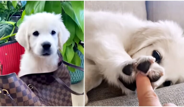 Puppy Touches Mama’s Finger With Tiny Paw To Tell Her How Much He Loves Her