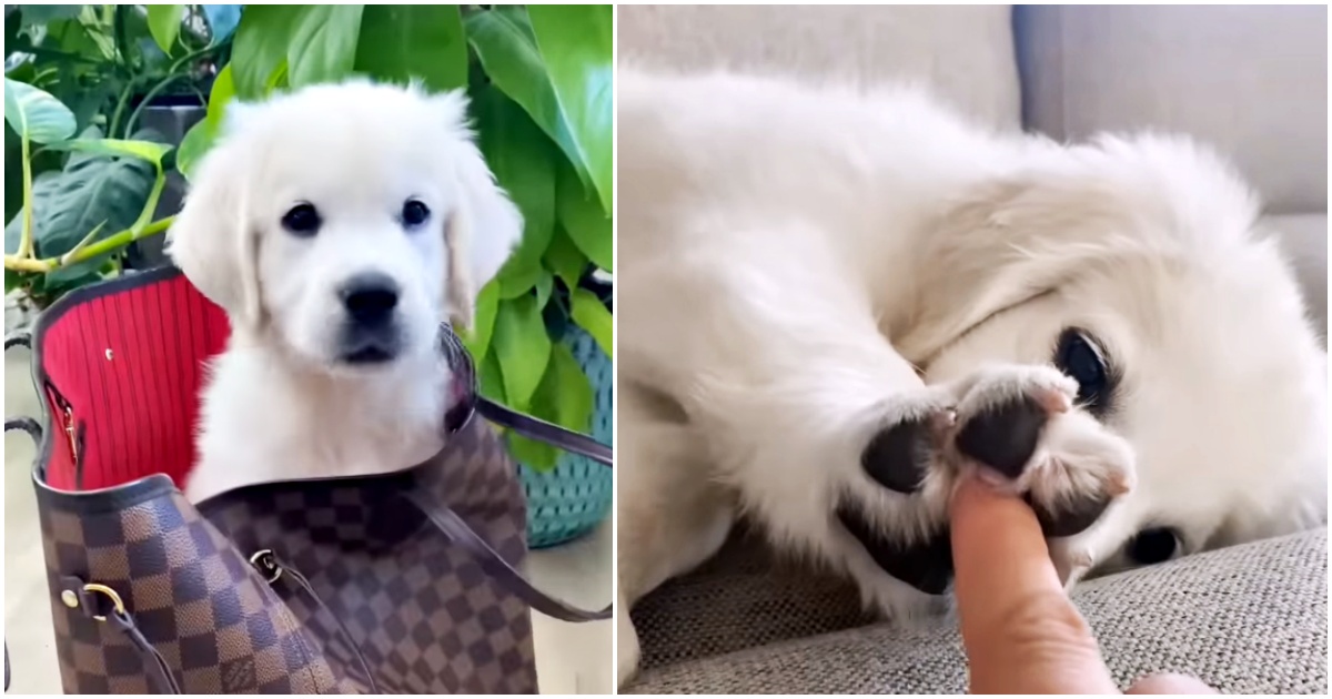 Puppy Touches Mama's Finger With Tiny Paw To Tell Her How Much He Loves Her