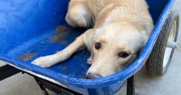 Puppy Was Pushed In Wheelbarrow Because She Knew Where They Were Going