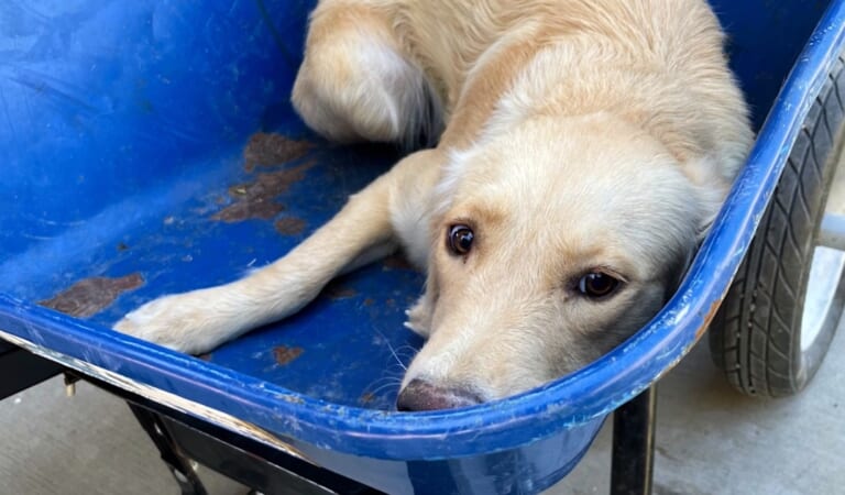 Puppy Was Pushed In Wheelbarrow Because She Knew Where They Were Going