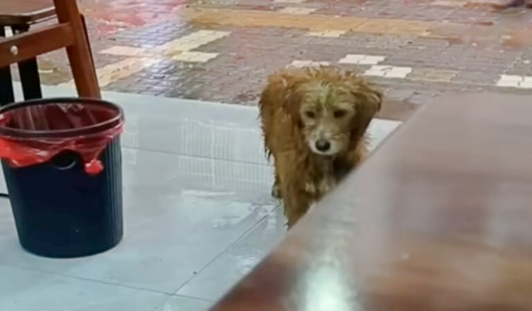 Saddest-Looking Dog Walks In Heavy Rain, Sneaks In Restaurant For Food