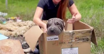 She Won't Leave The Box In Case Her Owner Returns, So Woman Sits Beside Her