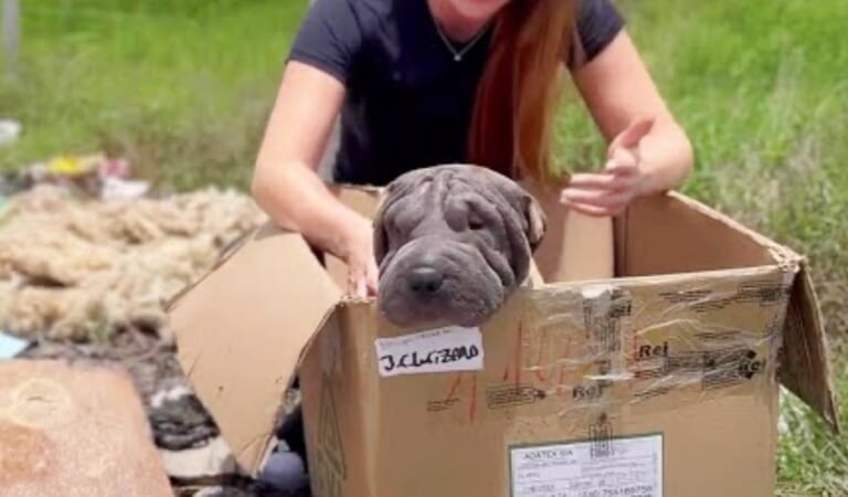 She Won’t Leave The Box In Case Her Owner Returns, So Woman Sits Beside Her