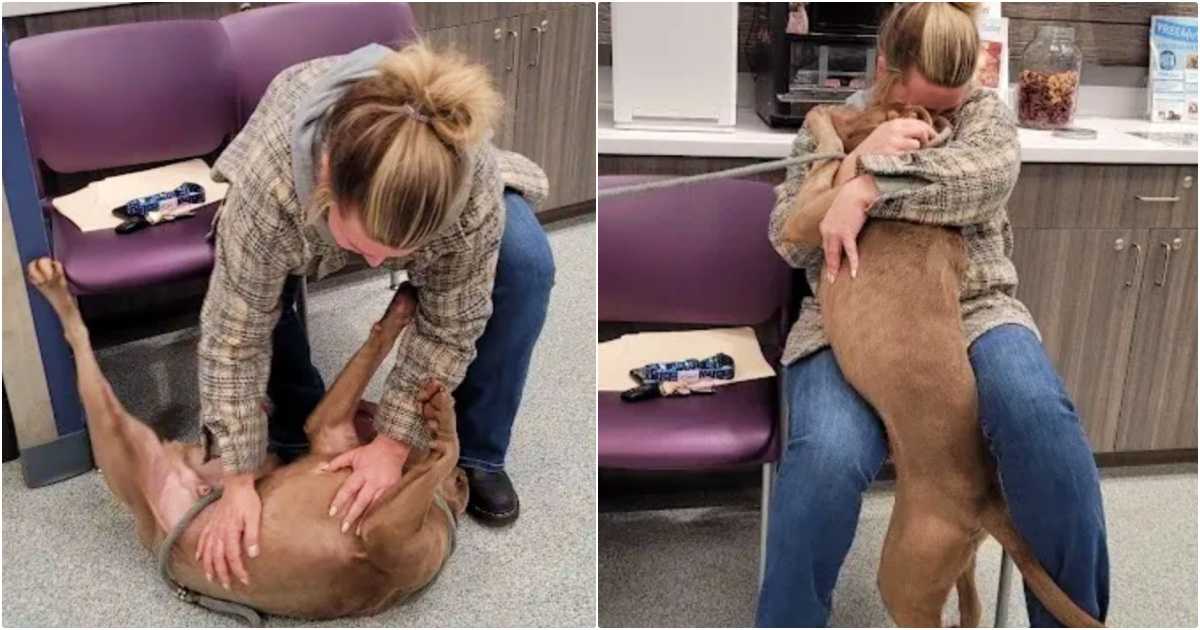 Shelter Dog Whips Head Around When Woman Calls Him By His Real Name