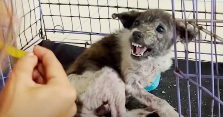 'Snappy' Puppy Faces-Off With Woman And Speaks To Her With His Eyes