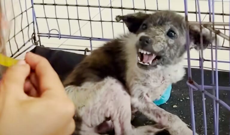 ‘Snappy’ Puppy Faces-Off With Woman And Speaks To Her With His Eyes