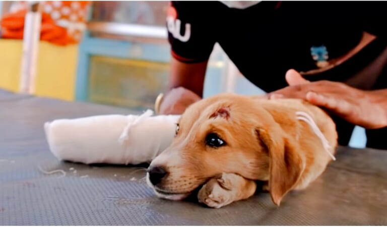 Somber Puppy Received Medical Care But They Couldn’t Heal Her Sad Soul