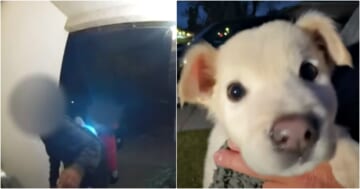Teens Leave Puppy In Upside Down Milk Crate On Woman's Doorstep
