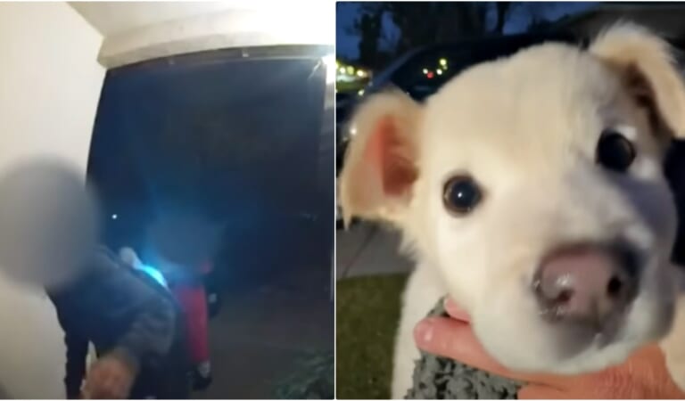 Teens Leave Puppy In Upside Down Milk Crate On Woman’s Doorstep